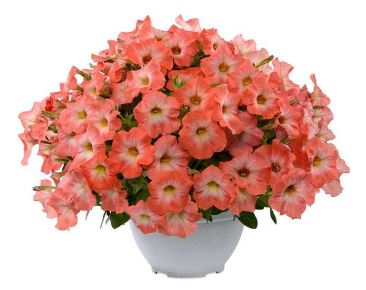 Petunia 'Salmon Ray' (Danziger)