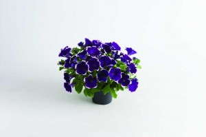 Petunia 'Viva Blue Picotee' (Florensis)