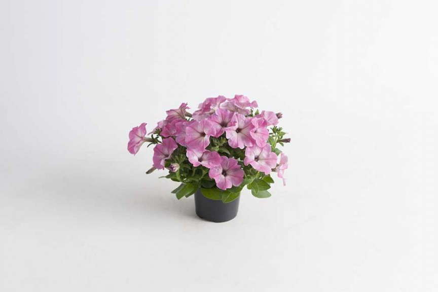 Petunia 'Viva Pink Morn' (Florensis)