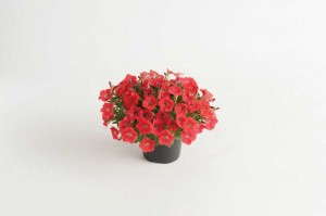 Petunia 'Vivini Red' (Florensis)