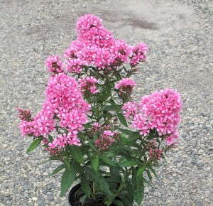 Phlox 'Maiden America' (ItSaul Plants)