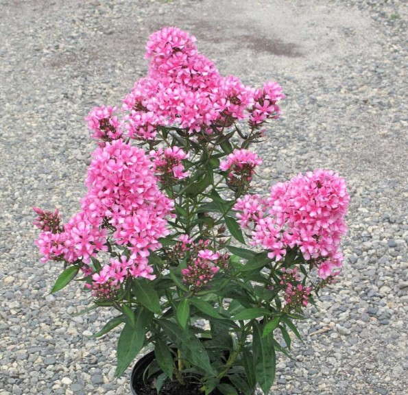 Phlox 'Maiden America' (ItSaul Plants)