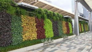 Terra Nova Nurseries’ Heuchera Varieties Featured In The Rainbow Wall At Tokyo Train Station