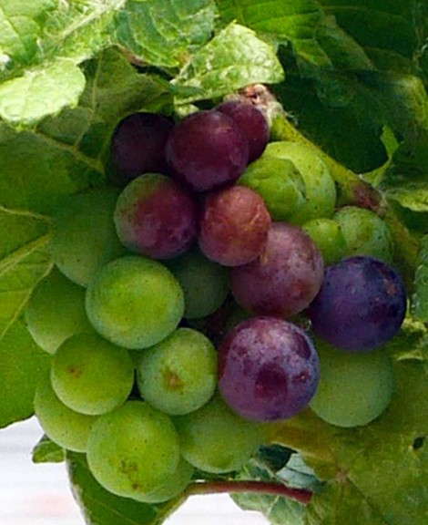 Pixie Grapes (Plug Connection)