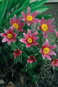 Pulsatilla 'Rosen Glocke' (Jelitto)