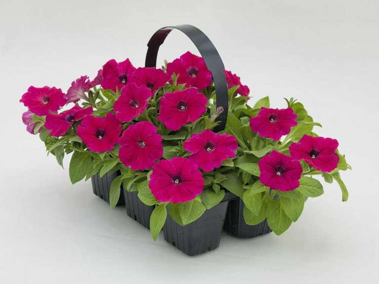 Petunia Success Series (Benary)
