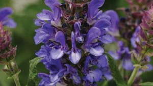 Take Purdue University’s Survey On Vegetatively Propagated Perennials