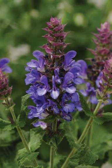 Salvia ‘Blue Marvel’ (Darwin Perennials) 