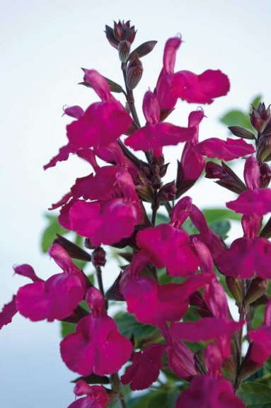 Salvia 'Heatwave Brilliance' (Florexpo)
