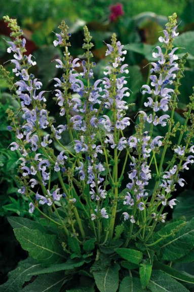 Salvia 'Sky Dance' (Jelitto)