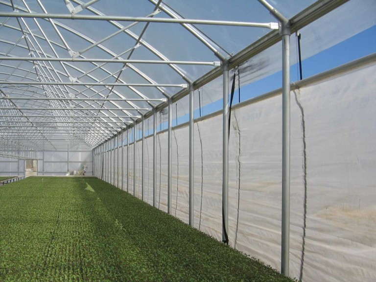 Drop Curtain (Stuppy)