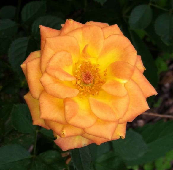 Sunrosa Landscape Roses (Suntory Flowers)