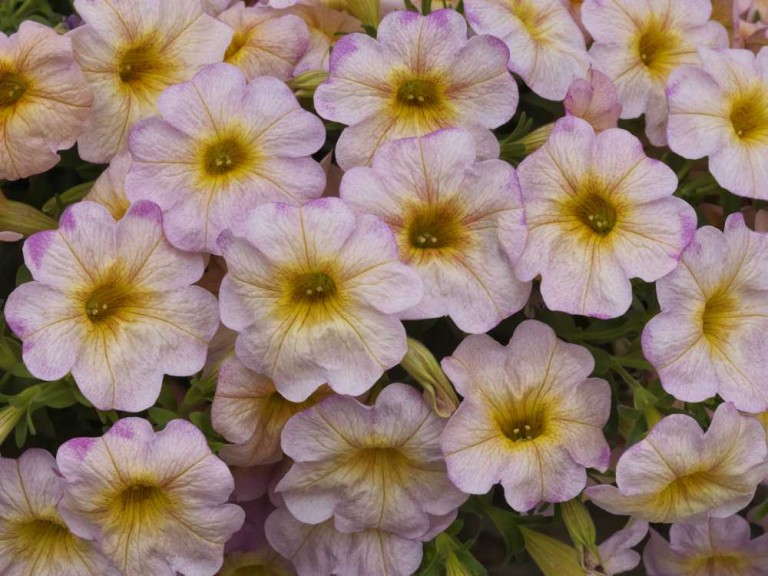Petunia 'SuperCal Salmon Glow' (Sakata Seeds)