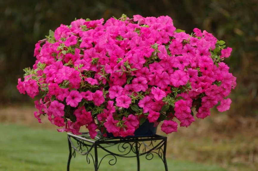 Petunia 'Surfinia Sumo Pink' from Suntory Flowers (2015 Top 10 Performing Annuals at the University of Minnesota Field Trials)