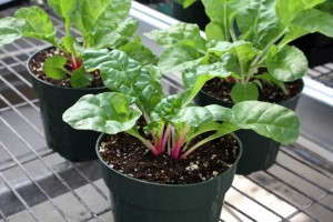 Swiss Chard 'Peppermint' from Sakata