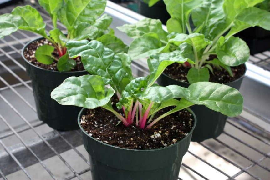 Swiss Chard 'Peppermint' from Sakata