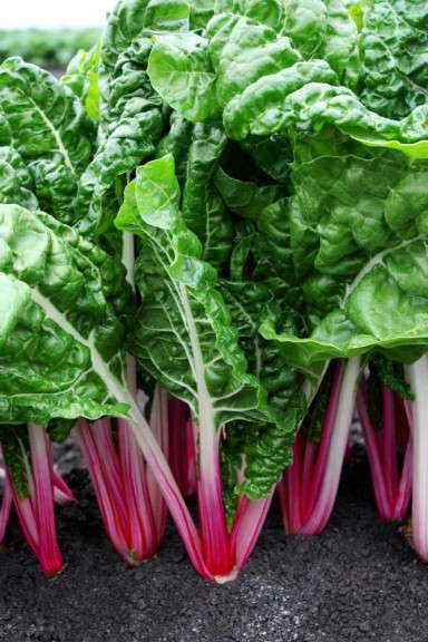 SwissChard 'Peppermint' (Sakata Home Grown)