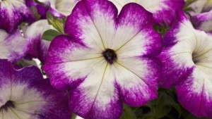 Syngenta Plans To Divest Flowers Business