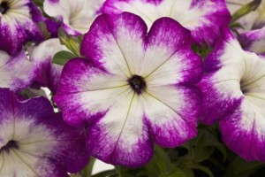 Petunia 'Sanguna Radiant Rose' (Syngenta Flowers/GoldFisch Vegetative)