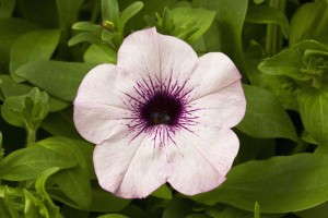 Petunia 'Ramblin Amethyst' (Syngenta Flowers/Goldsmith Seeds)