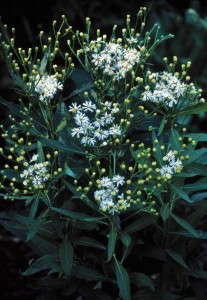 Vernonia 'White Lightning' (Jelitto)