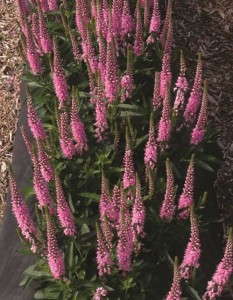 Veronica ‘Rocket Power’ (Beekenkamp) 