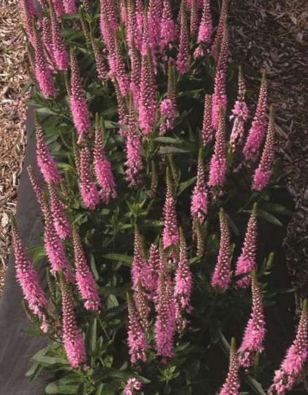 Veronica ‘Rocket Power’ (Beekenkamp) 