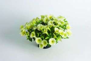 Petunia 'Vivaldi Yellow' (Florensis)