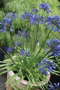 Agapanthus ‘Blue Fountain’ (Plant Development)      