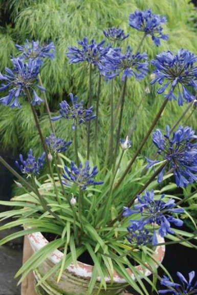 Agapanthus ‘Blue Fountain’ (Plant Development)      