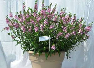 Angelonia 'Uptight Pink' (Cultivaris)