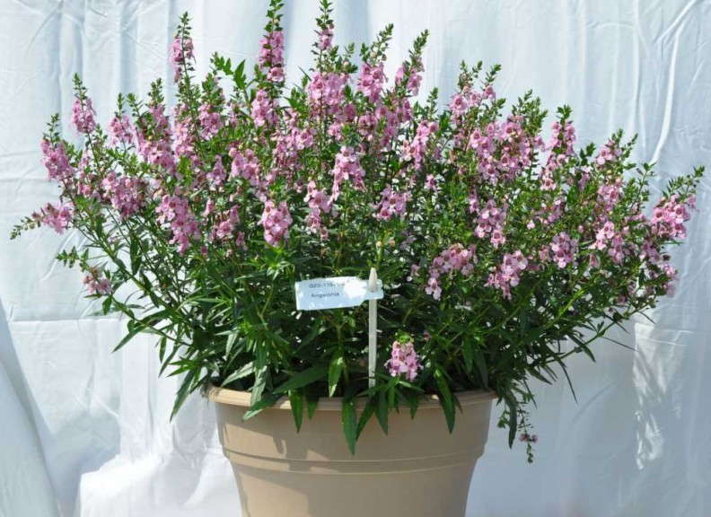 Angelonia 'Uptight Pink' (Cultivaris)