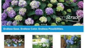 New Endless Summer Hydrangeas Website Launched By Bailey Nurseries