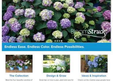 New Endless Summer Hydrangeas Website Launched By Bailey Nurseries