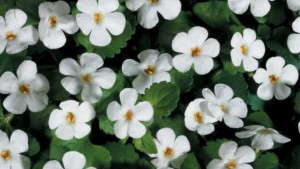 Proven Winners® Top 15 Most Popular Annuals [sponsor content]