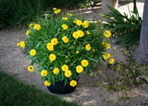 Coreopsis 'Lemon Pom-Poms' (HGTV)