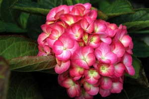 Hydrangea 'That Rosy Bouquet' (HGTV) 