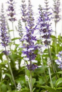 Salvia 'Cathedral Shining Sea' (Green Fuse Botanicals)