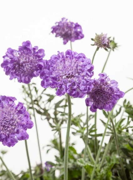 Scabiosa 'Giga Purple' (Green Fuse Botanicals)