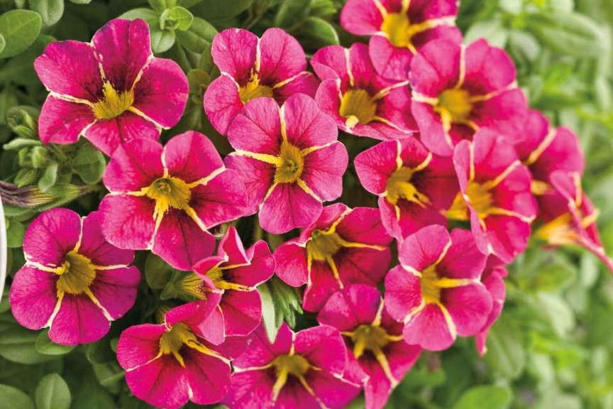 12. Superbells® Cherry Star Calibrachoa
