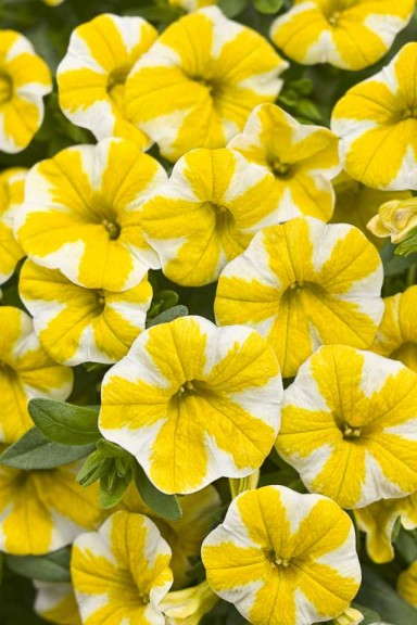 4. Superbells® Lemon Slice Calibrachoa
