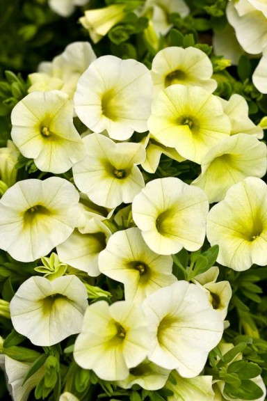 11. Superbells® Yellow Chiffon Calibrachoa