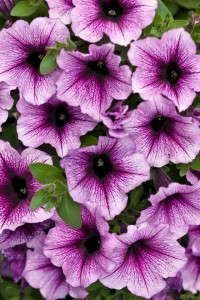 5. Supertunia® Bordeaux Petunia