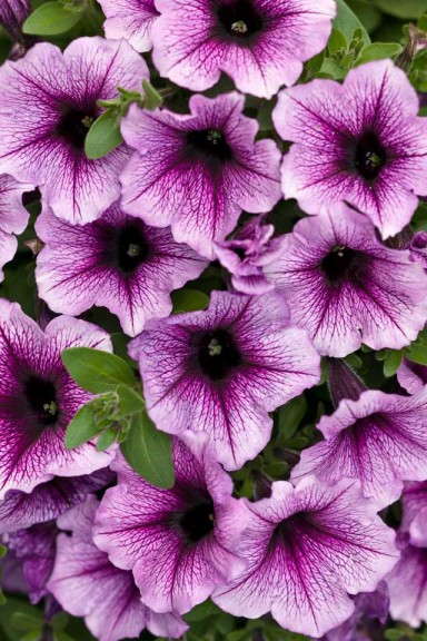 5. Supertunia® Bordeaux Petunia