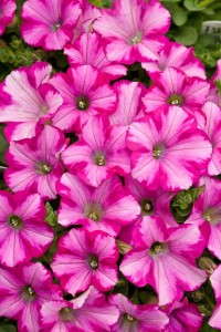 7. Supertunia® Raspberry Blast Petunia