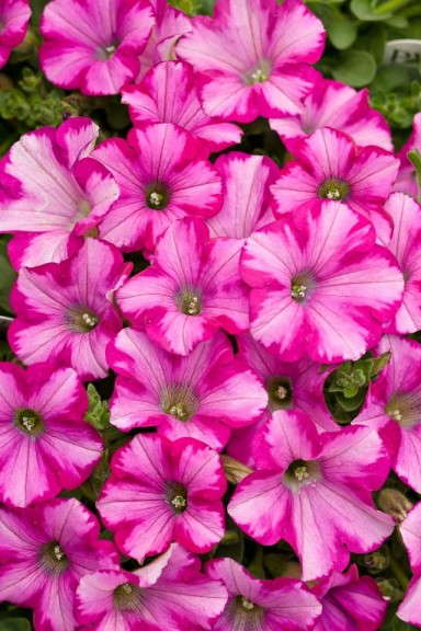 7. Supertunia® Raspberry Blast Petunia
