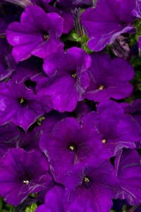 1. Supertunia® Royal Velvet Petunia