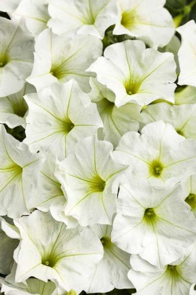 13. Supertunia® White Petunia