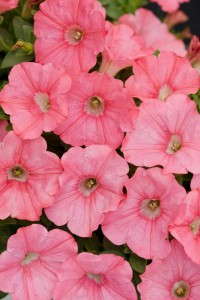 15. Supertunia® Bermuda Beach Petunia