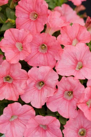 15. Supertunia® Bermuda Beach Petunia